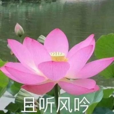 踏风行手游官方下载